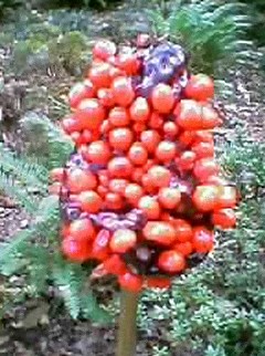 これはなんなんだ！