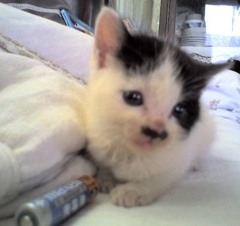 単三乾電池と比較