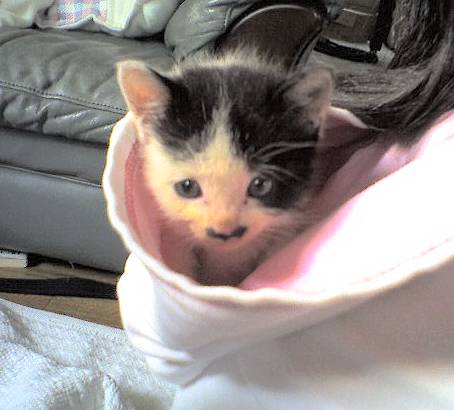 フードの中で御満悦